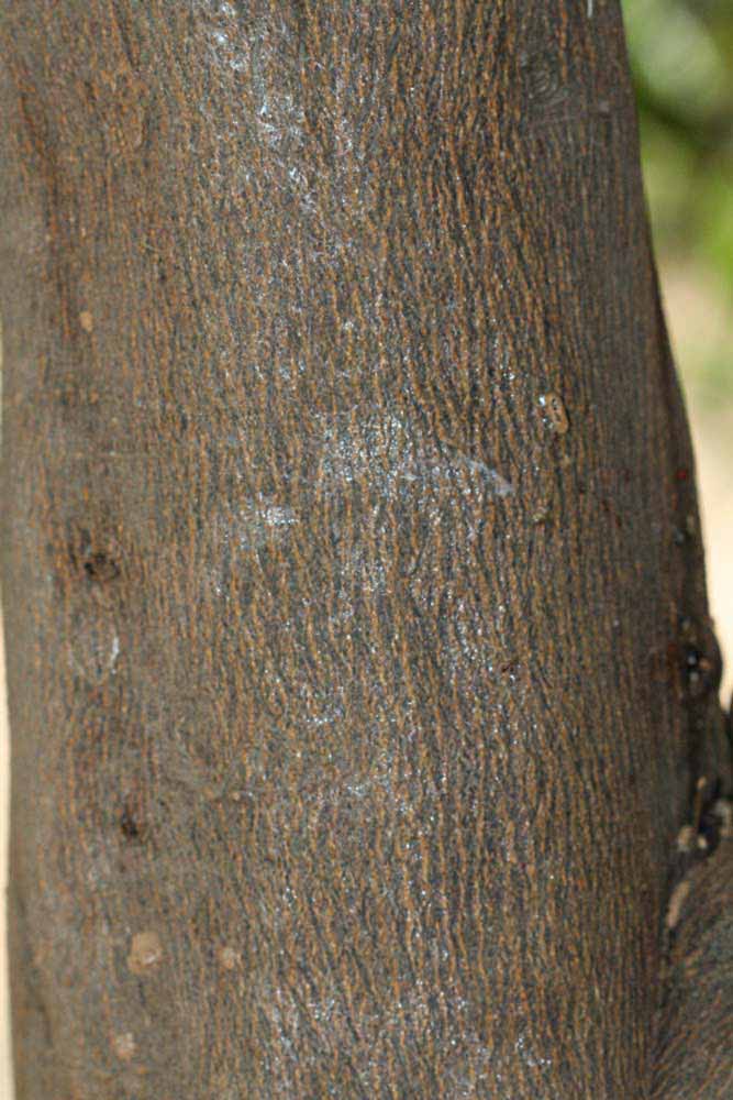            Bark (Riverside, CA)   